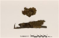 藏品(島衣屬)的圖片